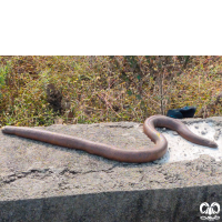 گونه کور مار بلوچستانی Brown Sand Boa